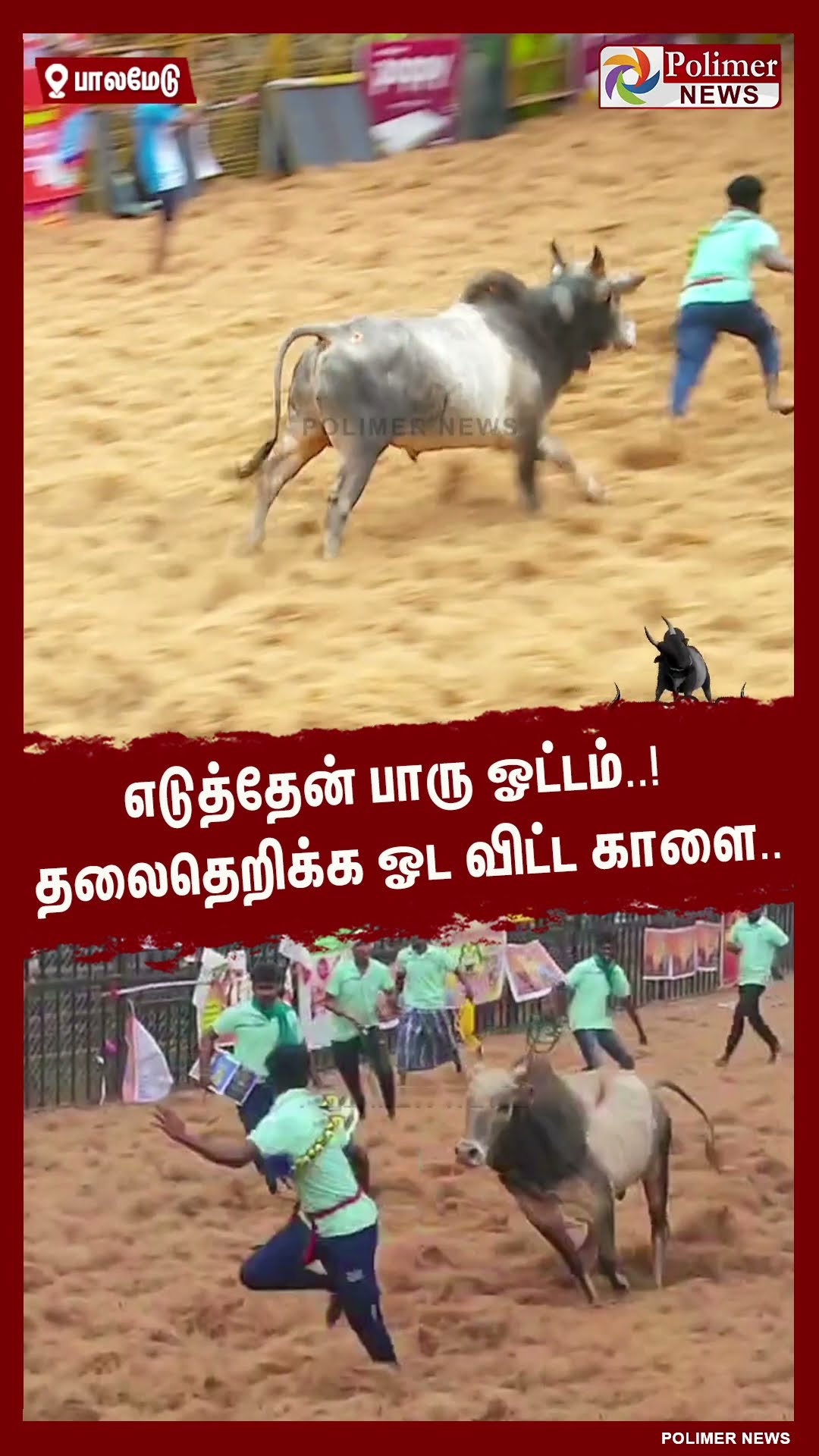 எடுத்தேன் பாரு ஓட்டம்..! தலைதெறிக்க ஓட விட்ட காளை.. #shorts | #palamedujallikattu