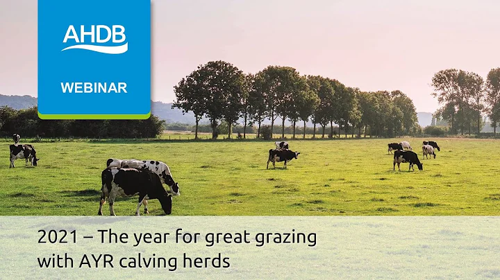 2021 - The year for great grazing with AYR calving...