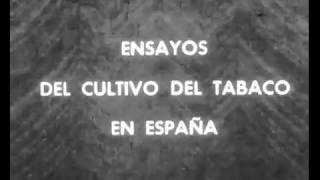 [Ensayos del cultivo de tabaco en España. Centro Experimental de Granada]. [1935]