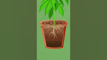 Watering Cannabis Plants