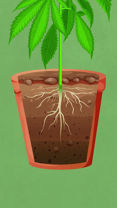 Watering Cannabis Plants