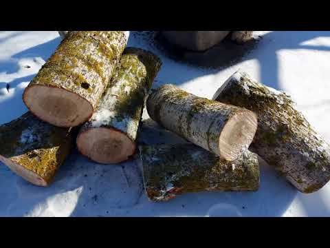 Как вырастить грибы ВЕШЕНКИ на ПНЯХ (чурках)