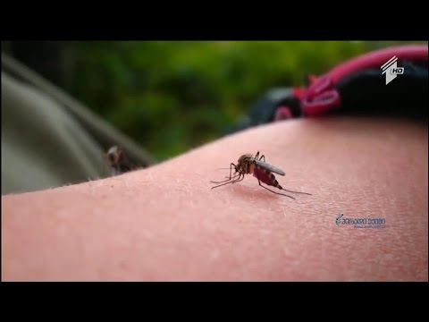 როგორ დავიცვათ თავი ინფექციური დაავადებების გადამტანი მწერებსგან