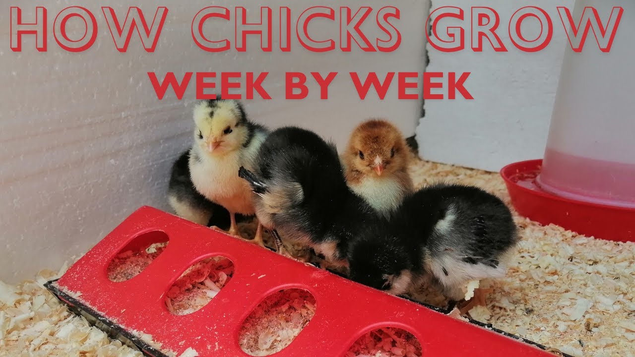 Week by week update on how our chicks grew - YouTube