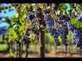 Америка,Как попасть на виноградники Северная долина .Виноградники Северной Америки