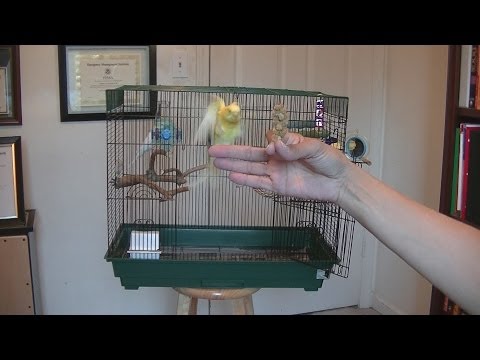 How to Get Your Parakeet to Fly to You