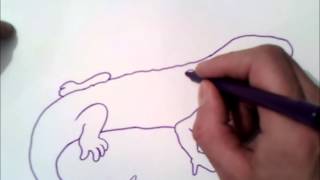 how to draw a salamander step by step | how to draw a salamander how to draw a salamander step by step | how to draw a salamander