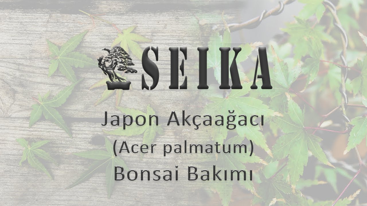 Japon Akçaağacı - Acer palmatum Bonsai Bakımı