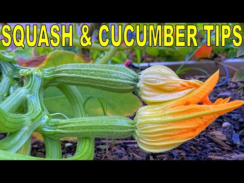 The #1 SECRET To Growing ZUCCHINI SQUASH And CUCUMBERS (Plus 2 Tips)