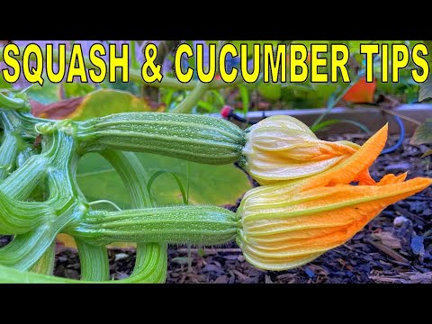 The #1 SECRET To Growing ZUCCHINI SQUASH and CUCUMBERS (Plus 2 Tips)