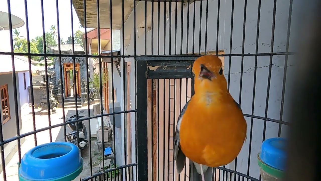Pancingan SUara ANIS MERAH Gacor Untuk Membangkitkan Bir4h1 Burung Agar mau Bunyi