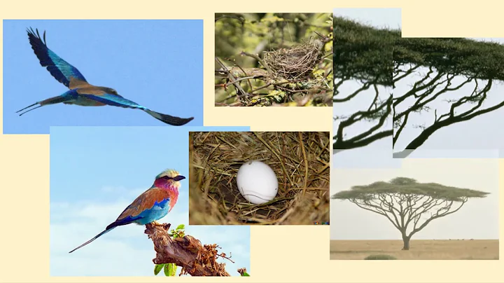 The Green Grass Grows All Around