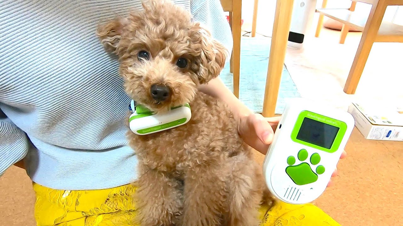 犬と会話できる翻訳機を使ってみたら意外な内容で最高に楽しかったｗ トイプードル Youtube