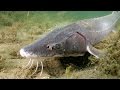 Saving the Sturgeon | JONATHAN BIRD'S BLUE WORLD