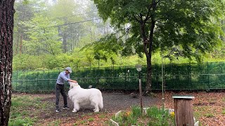 【ルンルンの裏庭】朝一番で縄張りをパトロールするアラン