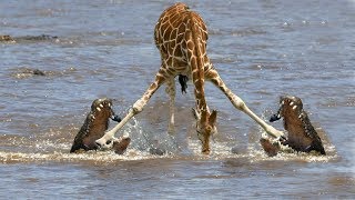The Whole Group Left Behind, Giraffe Was Hunted By Crocodile