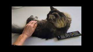 Daija - Domestic Mediumhair Kitten - SPCR by PurebredCatRescue 343 views 3 months ago 58 seconds