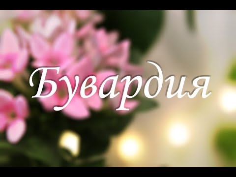 Бейне: Бувардия деген қай тіл?