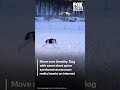 Move over Jimothy: Dog with same short spine syndrome as raccoon melts hearts on internet