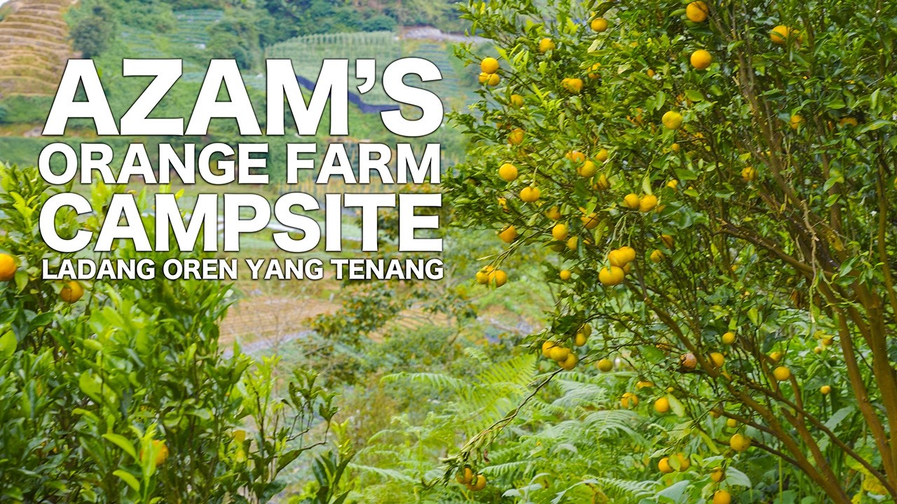 Azam Farm Hidden Gem di Cameron Highlands – Azam’s Orange Farm Campsite - YouTube