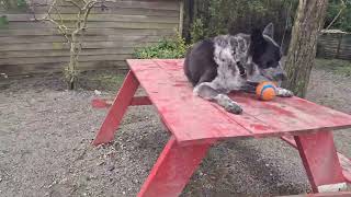 Playing ball with Benny, Haruka, Echo, Scout, Marlow (Mon)
