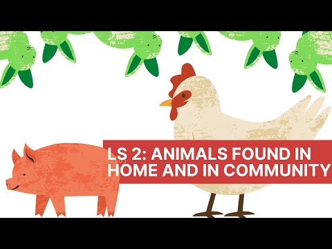 Animals found at Home and in the Community