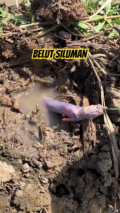 Ghost Eel #fishing #pusanggala #fishing #fish #adventurer #fishingmania #adventure #bolang