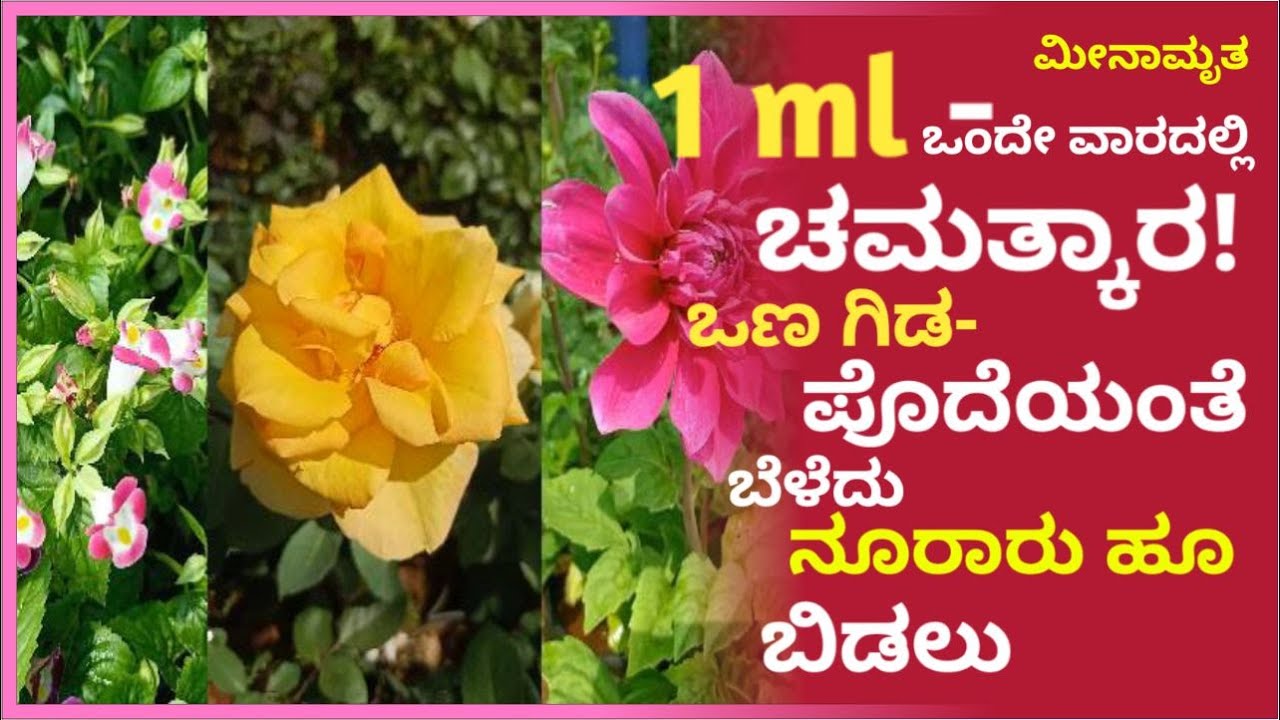 1ml-ಒಂದೇ ವಾರದಲ್ಲಿ ಚಮತ್ಕಾರ! ಒಣಗಿದ ಪೊದೆಯಂತೆ ಬೆಳೆದು ನೂರಾರು ಹೂ ಬಿಡಲು#marysmanegarden #organic #aminoacid