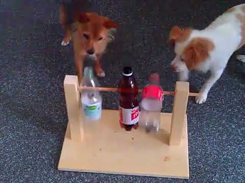 Kopfspiele Für Hunde Kopfspiele Für Hunde