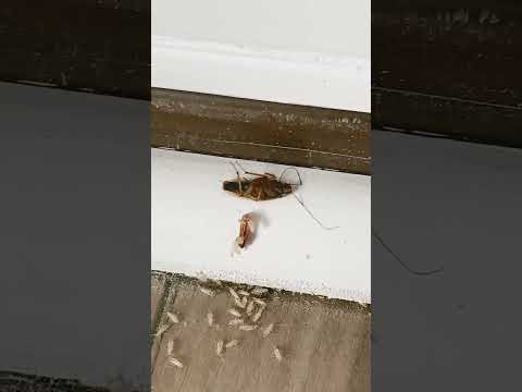 The Grossest Thing Youll See Today Roaches Bugs Horrorstories