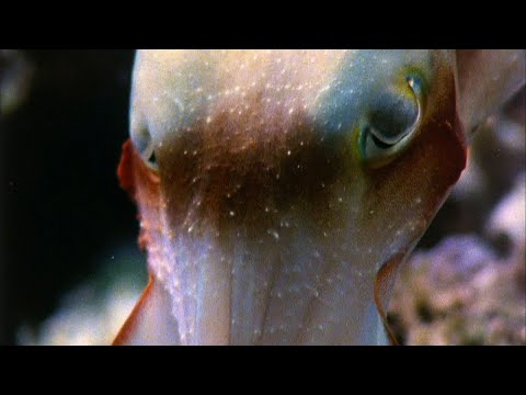 Video: ¿La sepia es un pez de verdad?