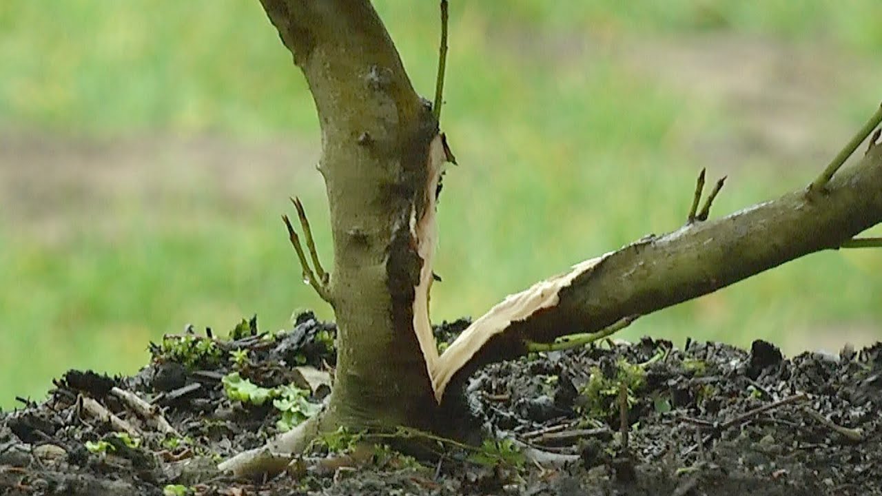 Bonsai Cornus, Hartriegel. Ein Grtner will es wissen