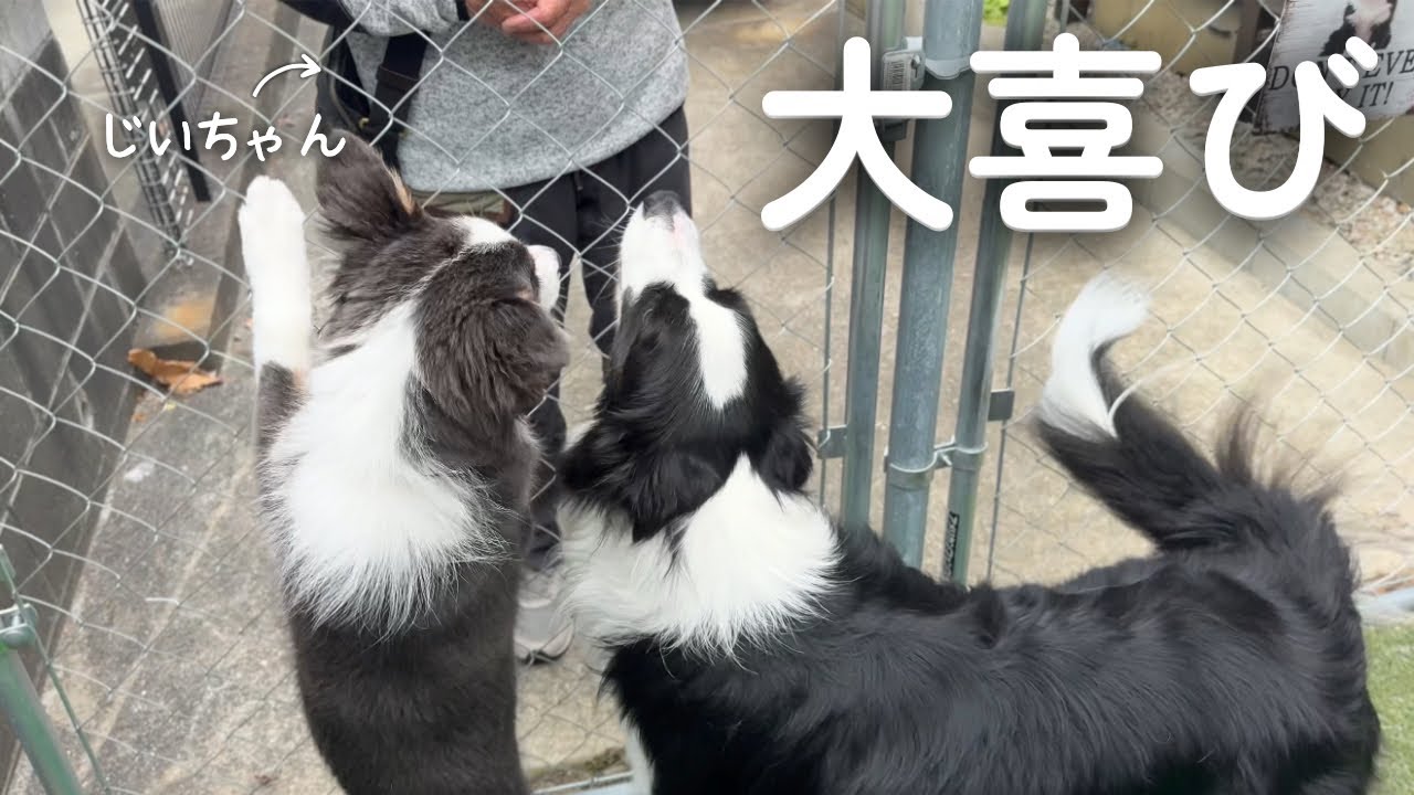 【突然】おじいちゃんが来て驚くボーダーコリー達の反応は？！