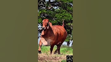 Sapi limosin x sapi brahman #cow #sapi #cowbrahman