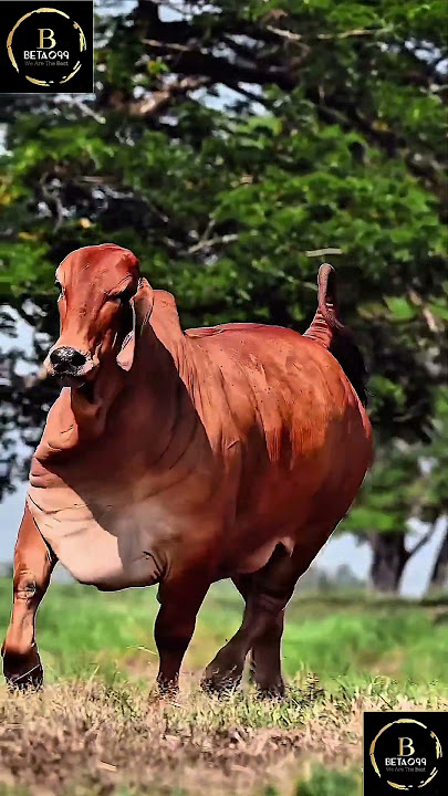 Limousin cow x brahman cow #cow #cow #brahmancow