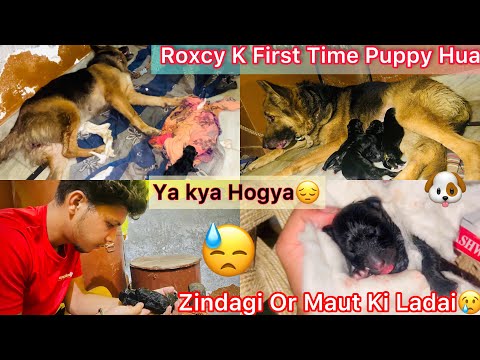 Gsd Giving Birth First Time NewBorn Puppies || Zindagi Or Maut Ki Ladai😔