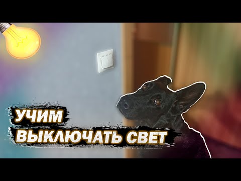 Как научить собаку выключать свет/ Трюки с собакой #Shorts