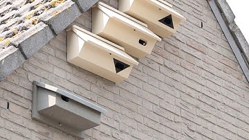 Volwassen Gierzwaluwen verlaten nestkast na voederbeurt.
