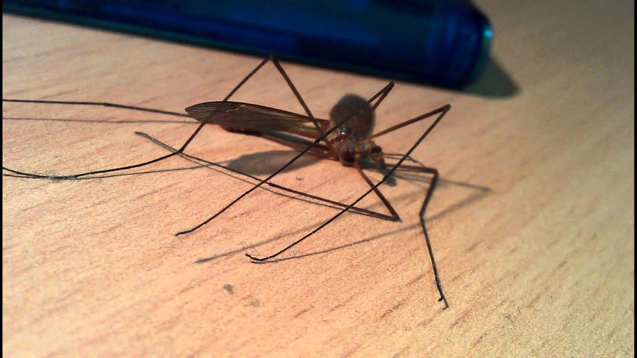 Džinovski komarac ubijen u mojoj sobi YouTube