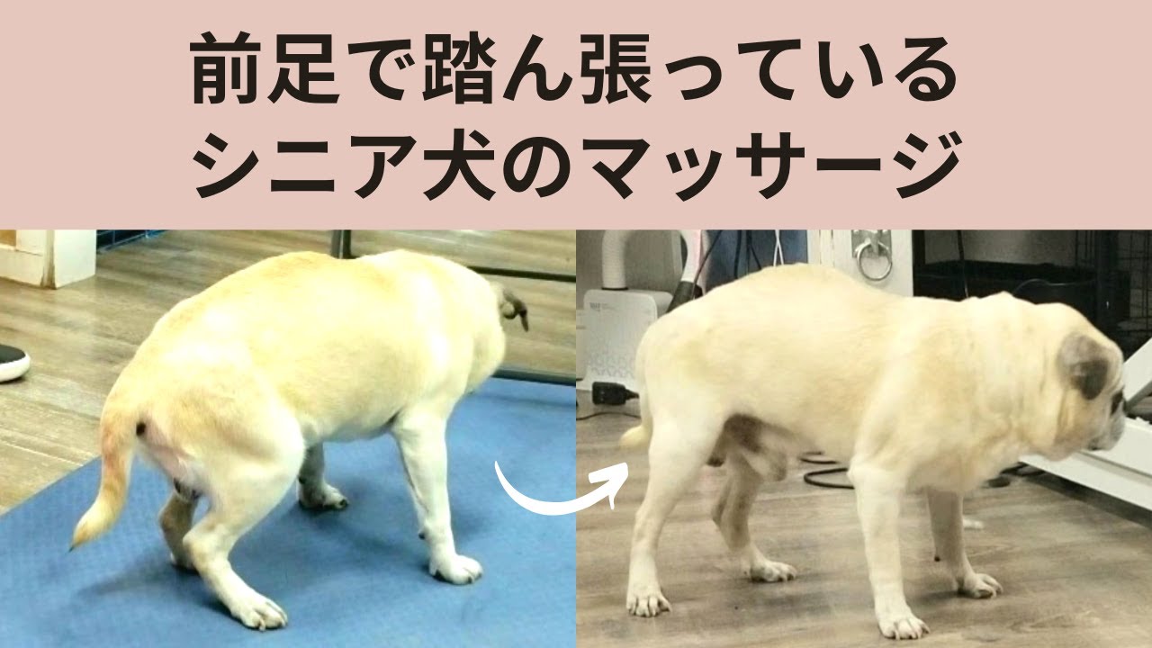 老 犬 前足 に 力 が 入ら ない