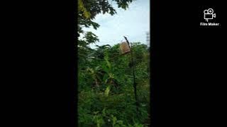 Merbah kapur/trucuk /yellow bulbul pujukan