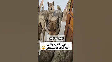 فهمیده رفت و آمد با حیوانات بهتر از آدم هاست 