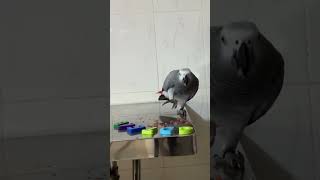 🧐 Should I Give Parrot Rocky an E? 🦜👩‍🏫 #africangrey #talkingparrot #cuteparrot #funnyparrot #birds by Rocky and The Flock 84 views 1 month ago 1 minute, 24 seconds