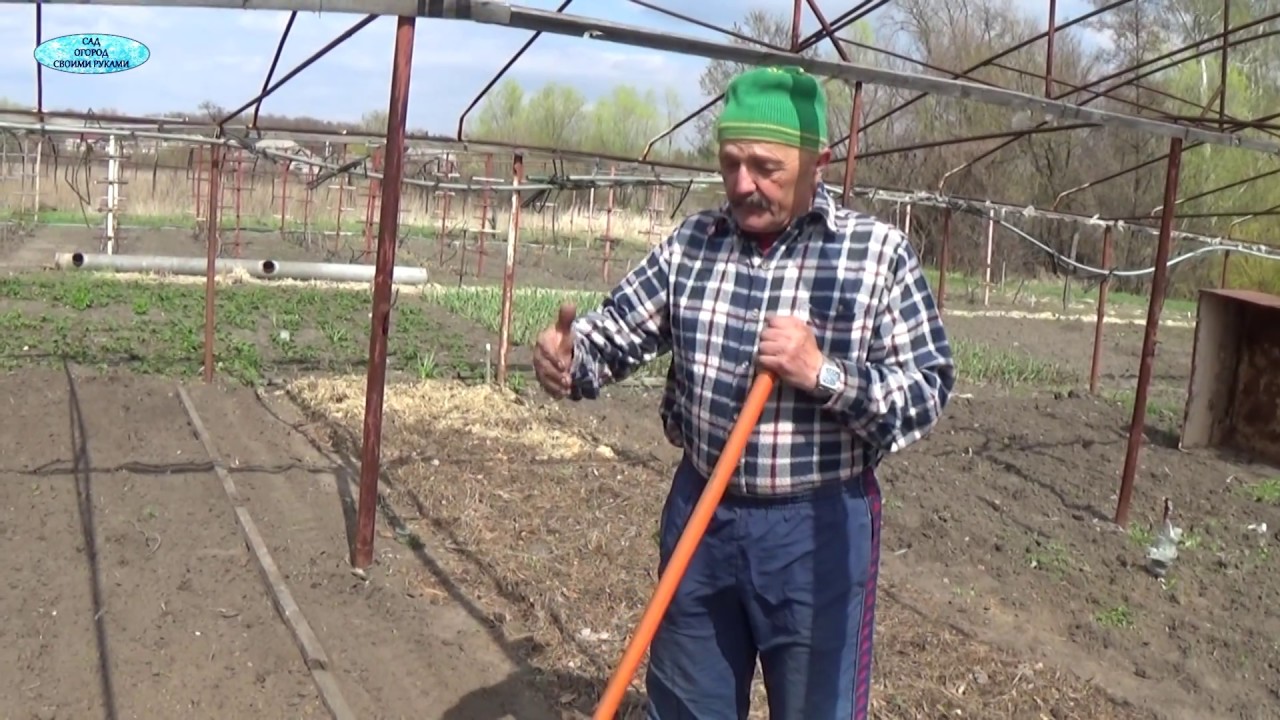 ПОСЕВ МОРКОВИ СОВМЕСТНО С МАЯЧНОЙ КУЛЬТУРОЙ.