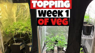 HOW MANY TIMES DO I TOP MY CANNABIS PLANTS