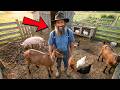 How the Amish Feed an Entire Family Forever With Just 8 Animals on 1/4 Acre