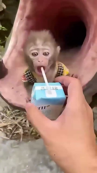 monyet minum susu kotak 🥛🧃