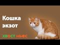 Экзот (экзотическая короткошерстная) кошка. Все о породе