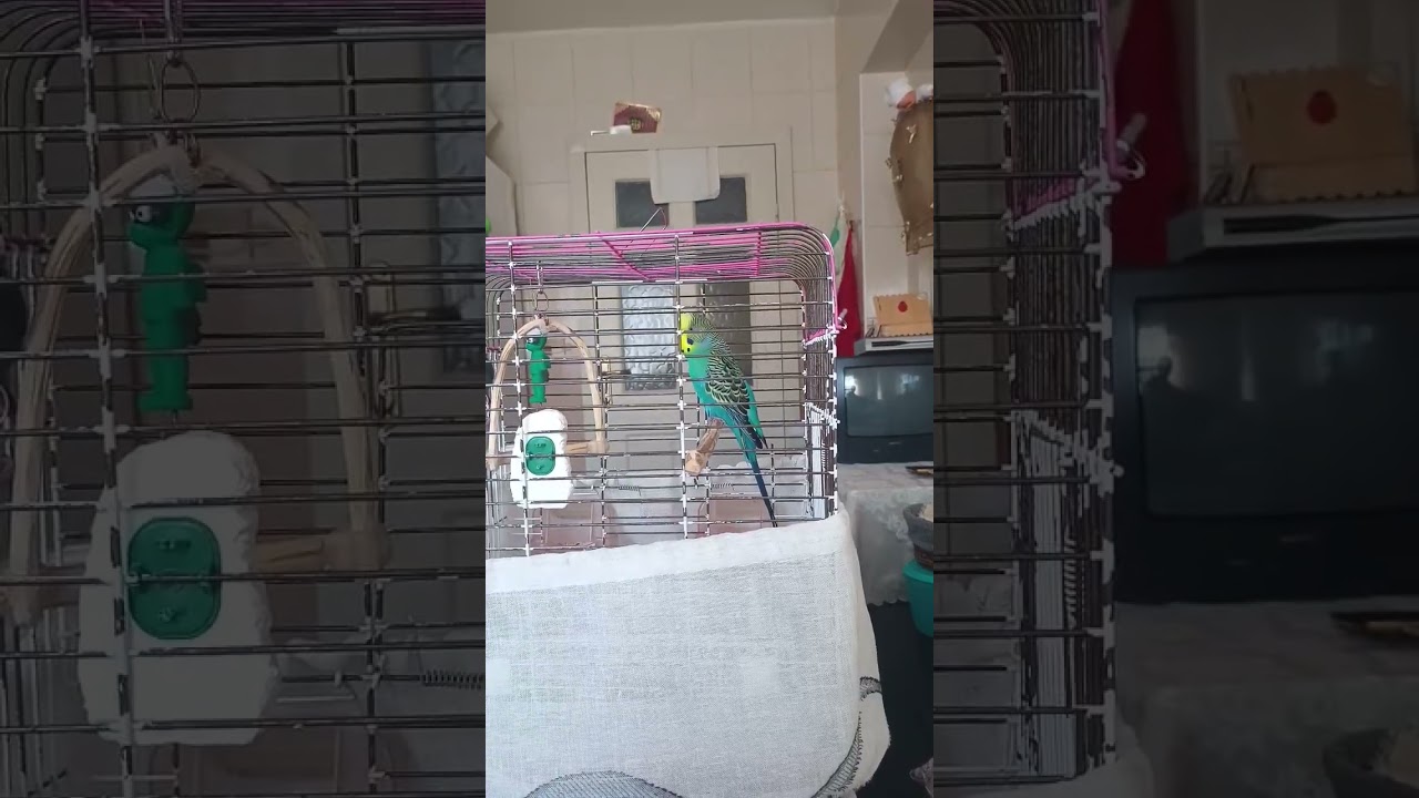 #birds #parrot #muhabbetkuşu #budgies #birdslover #funny #birdsounds #cute
