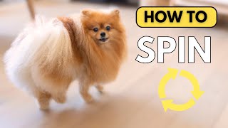 How To Teach Your Dog To Spin In Circle  Easy and Fun Trick to Teach Your Dog